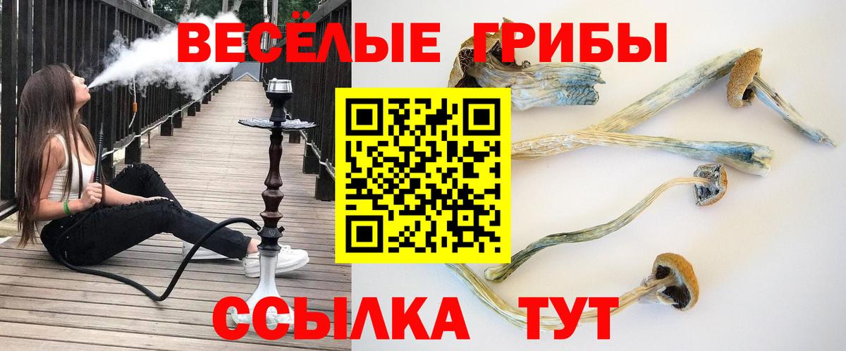 Псилоцибиновые грибы мицелий  Вход с VPN  наркота  Дмитров  Псилоцибиновые грибы MAGIC MUSHROOMS 